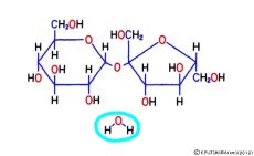 sucrose