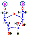 X16P-fluctose