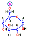 X6P-glucose