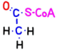 acetyl-CoA